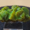 Lamellar Autunite Crystal, Shandong Provence China, buy Fluorescent Uranium Ore - 31 Grams Stabilized