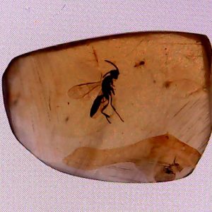 Hymenoptera wasp bee Burmite  3.57g big roach Burmite  spider&mosquito fly Burmite 