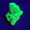 2g Lamellar Autunite Crystal - Stabilized - Fluorescent Uranium Ore Specimen - P.R.C.