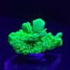 Autunite / Meta-Autunite Crystals, Stabilized- Fluorescent Uranium Ore, 7 Grams - China