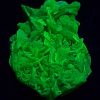 Autunite / Meta-Autunite Crystal, Stabilized- Fluorescent Uranium Ore, 1.1 Grams - China