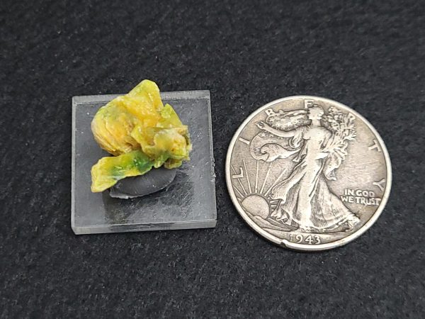 Autunite / Meta-Autunite Crystal, Stabilized- Fluorescent Uranium Ore - China - 2.5 Grams