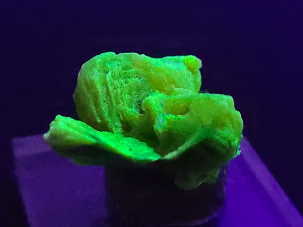 Autunite / Meta-Autunite Crystal, Stabilized- Fluorescent Uranium Ore - China - 2.3 Grams