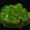 Autunite / Meta-Autunite Crystal, Stabilized- Fluorescent Uranium Ore - China - 2.9 Grams