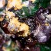 Torbernite and Unknown Mineral- Shazijiang Uranium Deposit, Guangxi, China - Uranium Ore