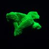 Autunite / Meta-Autunite Crystal, Stabilized- Fluorescent Uranium Ore - China - 6.5 Grams