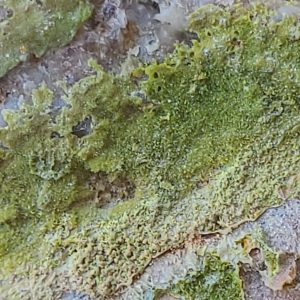 Pyromorphite in Matrix With Unknown Radioisotope(s)- Loudville Mine, MA