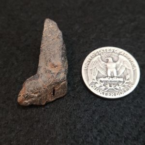 Euxenite-(y) Crystal - Petaca Mining District, New Mexico, USA