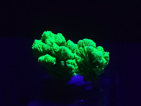 Lamellar Autunite Crystal, Stabilized- Fluorescent Uranium Ore ~ Portugal