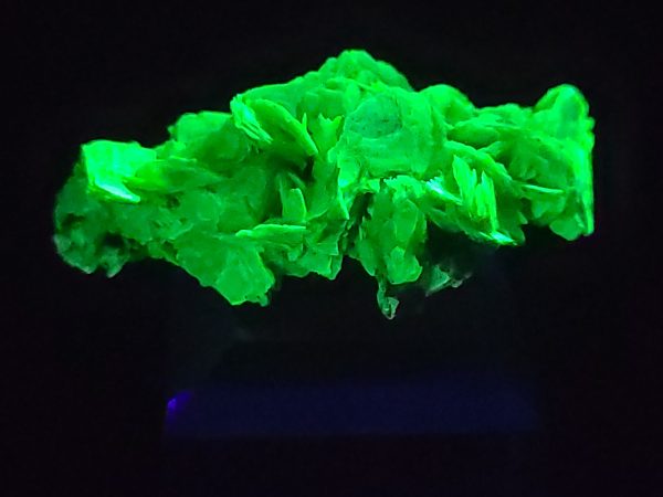 Autunite / Meta-Autunite Crystal, Stabilized- Fluorescent Uranium Ore ~ 2.5 Grams