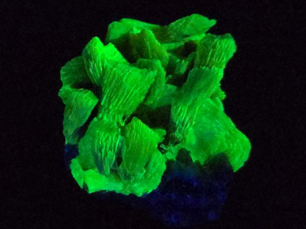 Lamellar Autunite / Meta-Autunite on Matrix ~ Fluorescent Uranium Ore,  24 Grams - Image 4