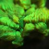 Lamellar Autunite / Meta- Autunite Crystal - Fluorescent Uranium Ore, 30 Grams