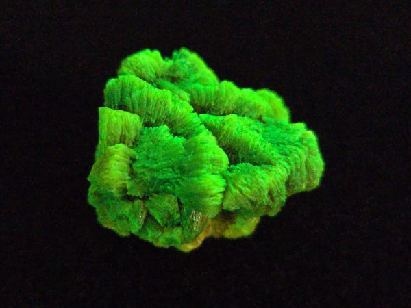 Lamellar Autunite Crystal  - Fluorescent Uranium Ore,  12 Grams - Image 10