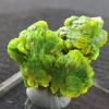 Lamellar Autunite Crystal - Fluorescent Uranium Ore, 15.8 Grams