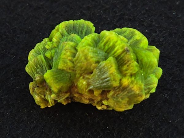 Lamellar Autunite Crystal  - Fluorescent Uranium Ore, 7 Grams - Image 8