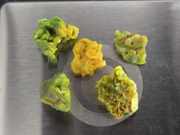 5Piece Autunite Lot ~ Fluorescent Uranium Ore