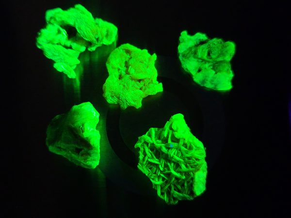 4 Piece Autunite Lot ~ Fluorescent Uranium Ore