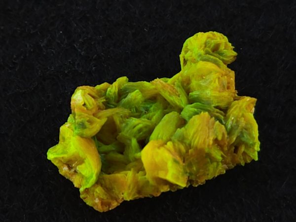 Autunite / Meta-autunite Crystal  - Fluorescent Uranium Ore, 2.5 Grams - Image 3