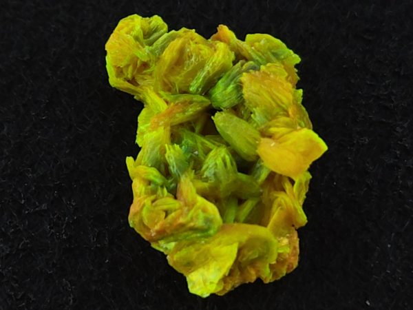 Autunite / Meta-autunite Crystal  - Fluorescent Uranium Ore, 2.5 Grams - Image 6