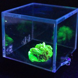 Autunite / Meta-autunite Crystal - Fluorescent Uranium Ore, 2.2 Grams