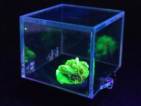 Autunite / Meta-autunite Crystal - Fluorescent Uranium Ore, 2.2 Grams