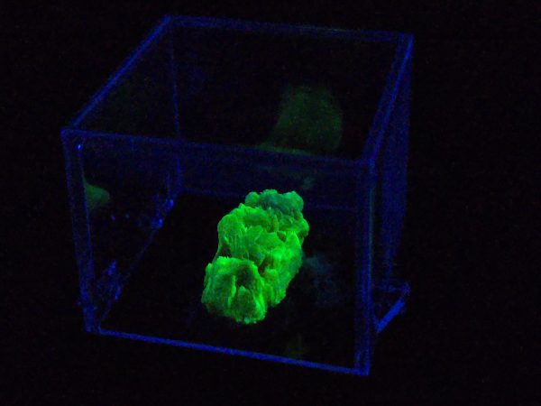 Autunite Crystal on Matrix in Perky Box  - Fluorescent Uranium Ore, 3.9 Grams - Image 11