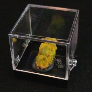 Autunite Crystal on Matrix in Perky Box - Fluorescent Uranium Ore, 3.9 Grams