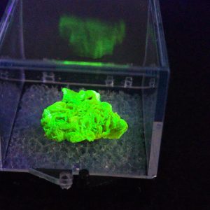 Autunite Crystal in Perky Box – Fluorescent Uranium Ore, 1.2 Grams