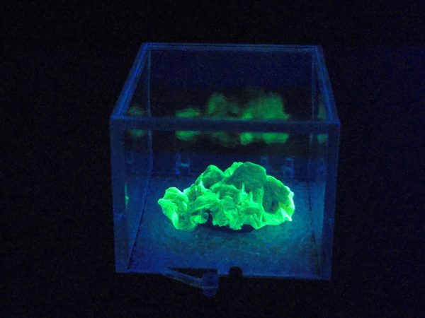 Autunite / Meta-autunite Crystal Fluorescent Uranium Ore, 2.5 Grams