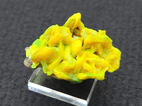 Autunite / Meta- Autunite on Matrix , 19 Grams - Fluorescent Uranium Ore - Image 6