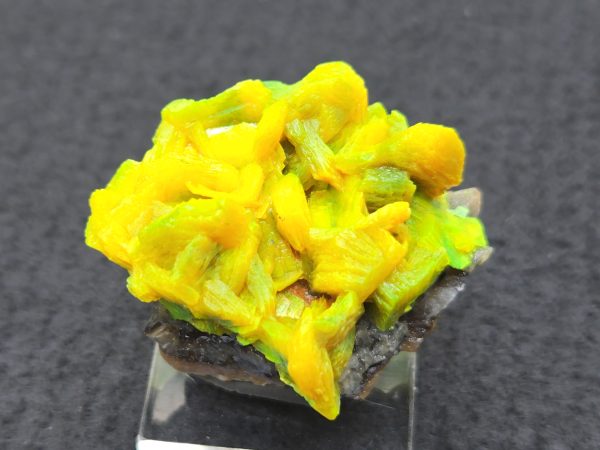 Autunite / Meta- Autunite on Matrix , 19 Grams - Fluorescent Uranium Ore - Image 3