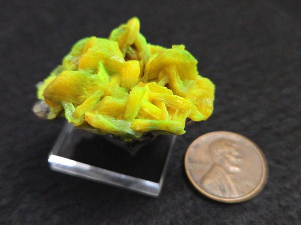 Autunite / Meta- Autunite on Matrix , 19 Grams - Fluorescent Uranium Ore - Image 12