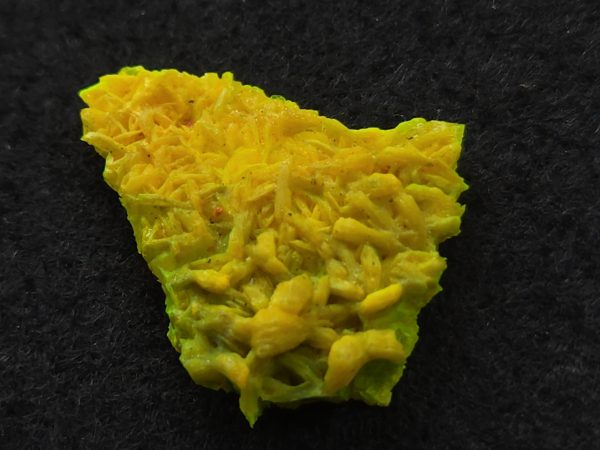Autunite Crystal in Perky Box, 2.4 Grams – Fluorescent Uranium Ore - Image 7