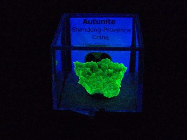 Autunite Crystal in Perky Box, 2.7 Grams – Fluorescent Uranium Ore