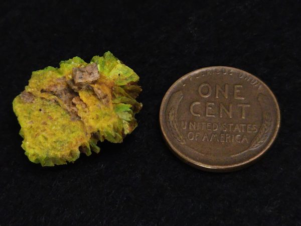 Autunite Crystal in Perky Box, 2.9 Grams – Fluorescent Uranium Ore - Image 13