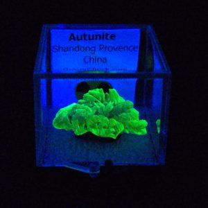 Autunite Crystal in Perky Box, 3.2 Grams – Fluorescent Uranium Ore