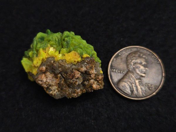 Autunite Crystals on Matrix in Perky Box, 7.9 Grams – Fluorescent Uranium Ore - Image 13