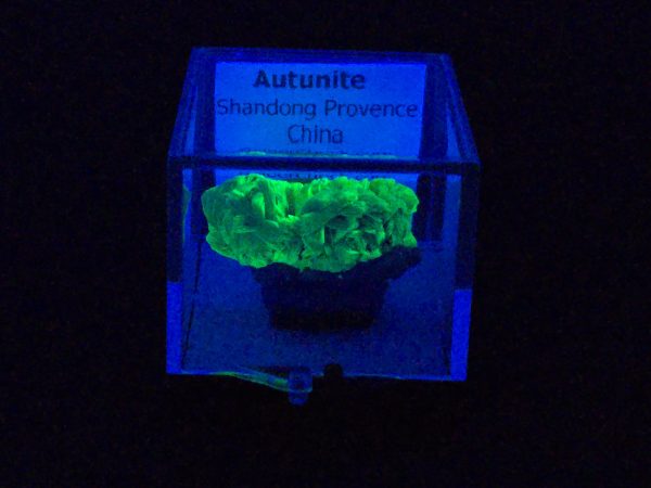 Autunite Crystals on Matrix in Perky Box, 7.9 Grams – Fluorescent Uranium Ore