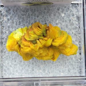 Autunite Crystal in Perky Box, 3.2 Grams – Fluorescent Uranium Ore