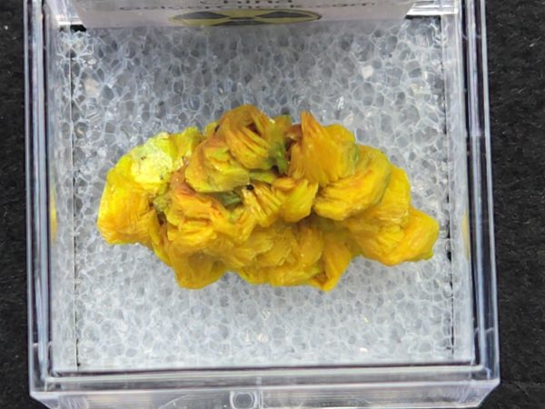 Autunite Crystal in Perky Box, 3.2 Grams – Fluorescent Uranium Ore