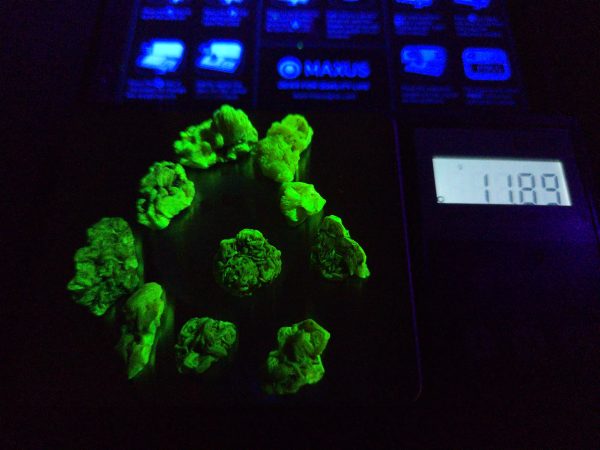 10 Piece Autunite Lot ~ Fluorescent Uranium Ore