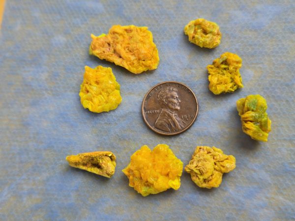 8 Piece Autunite Lot  ~ Fluorescent Uranium Ore - Image 4