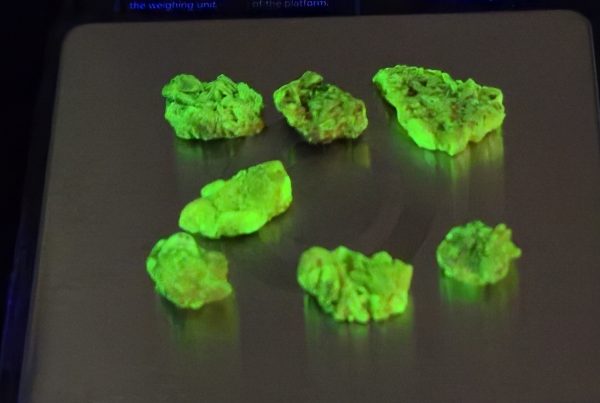7 Piece Autunite Lot ~ Fluorescent Uranium Ore