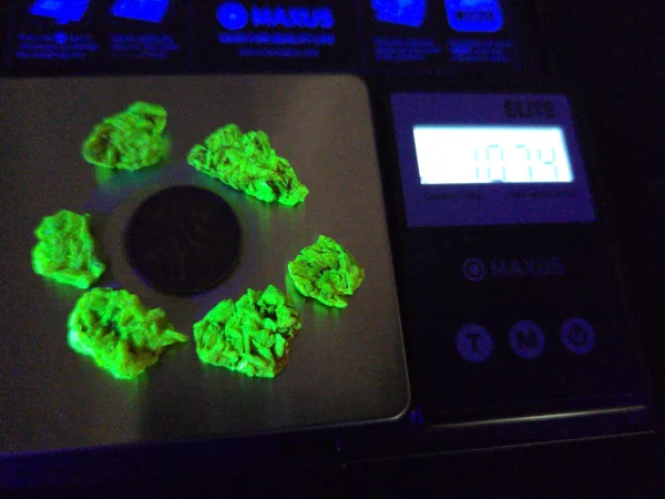 6 Piece Autunite Lot  ~ Fluorescent Uranium Ore - Image 4