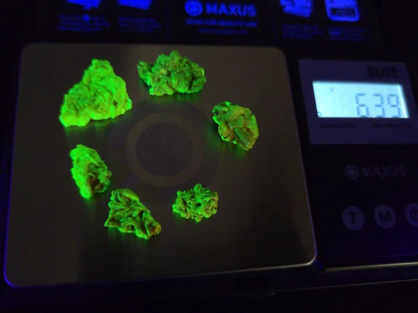 6 Piece Autunite Lot  ~ Fluorescent Uranium Ore - Image 4