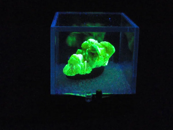 Autunite Crystal in Perky Box, 5 Grams – Fluorescent Uranium Ore