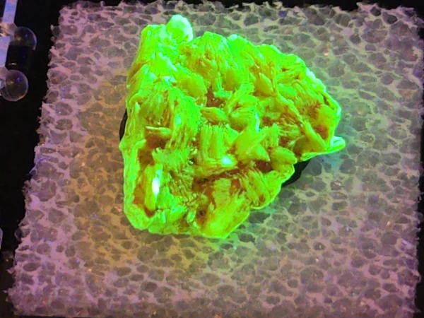 Autunite Crystal in Perky Box, 2.5 Grams – Fluorescent Uranium Ore - Image 3