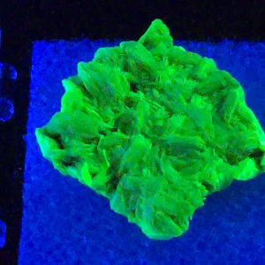 Autunite Crystal in Perky Box, 4 Grams – Fluorescent Uranium Ore