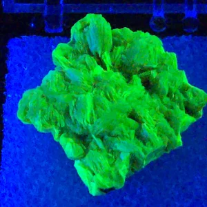 Autunite Crystal in Perky Box, 4 Grams – Fluorescent Uranium Ore