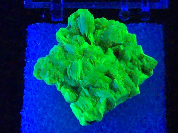 Autunite Crystal in Perky Box, 4 Grams – Fluorescent Uranium Ore